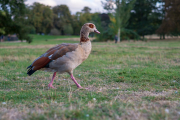 Birds and Squirrels of Hyde Park, London