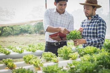 farmer inspecting hydroponic farm and observing growth vegetable Meticulously after delivered to...