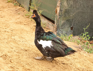 Hillbilly Farm Muscovy Drake