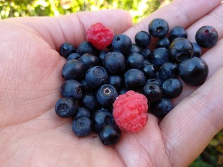 Berries