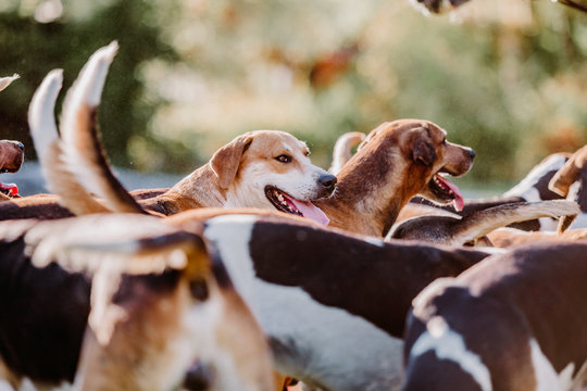 FOXHOUNDS - JAGD