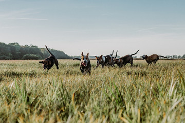 FOXHOUNDS - JAGD