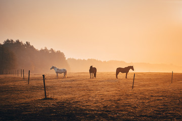 Fototapeta na wymiar Horses and autumn morning light