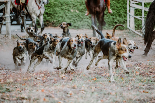 FOXHOUNDS - JAGD
