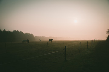 Obraz na płótnie Canvas Horses on dark autumn pasture
