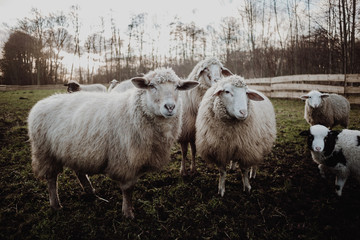 Obraz premium SCHAFE