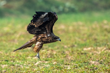 Black kite taking off , bird in flight 