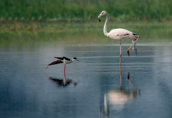 Greater Flamingo , a large white water bird 