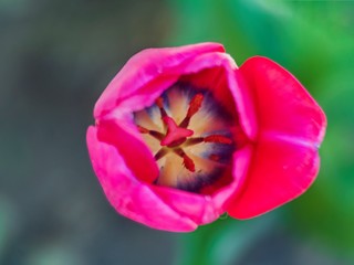 tulip on green background