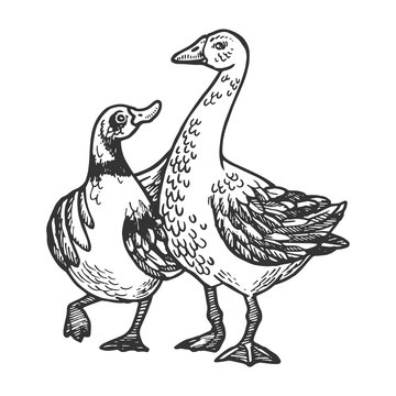 Duck and goose friends engraving vector illustration. Scratch board style imitation. Black and white hand drawn image.