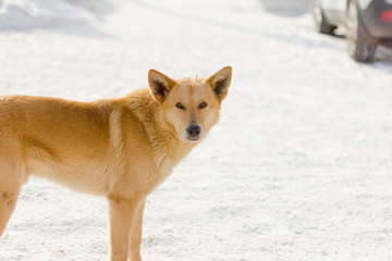  stray hungry dog on the street in winter