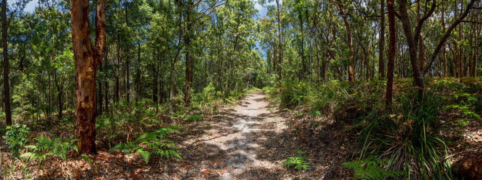 Avoca, Kincumber Mountain walking track