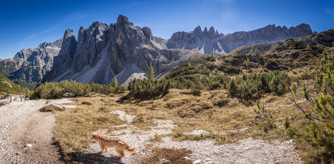Dog waiting for the owners while they are taking a walk in the mountains, with a wonderful Dolomite landscape in the background, South Tyrol, Italy