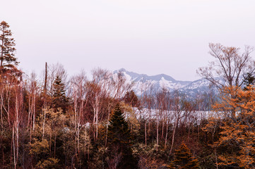 Nature view of snow mountain and alpine tree on Tateyama Kurobe Alpine