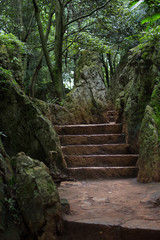Yunnan Mountain Forest