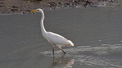 Airone bianco maggiore che cammina nell'acqua del lago, al crepuscolo serale
