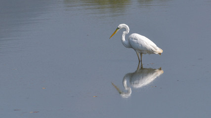 Airone bianco maggiore fermo sull'acqua, che osserva la sua immagine riflessa nel lago