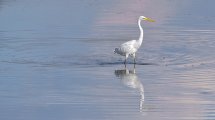 Airone bianco maggiore fermo nel lago con la sua immagine riflessa sull'acqua