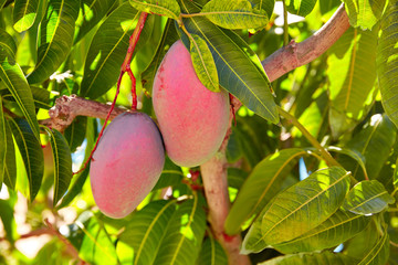 Mango tree with hanging mango fruits