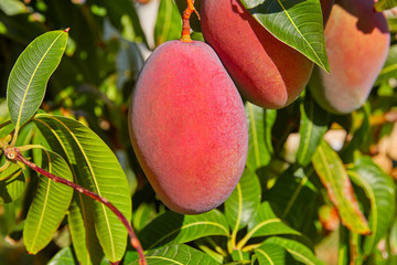 Mango tree with hanging mango fruits