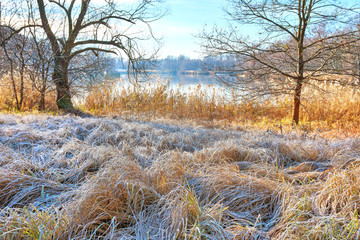 Seeufer mit Schilf bei erstem Frost