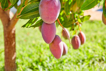 Mango tree with hanging mango fruits