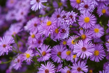 Obraz na płótnie Canvas purple aster flower garden