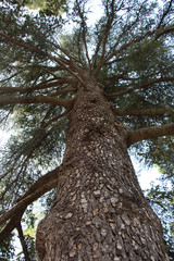 tree on a background of blue sky