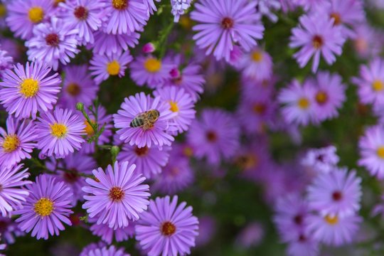 purple aster flower garden