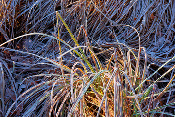 Schilfblätter - erster Frost