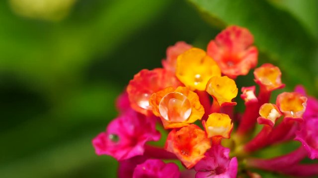 The Rain Drops on The Hedge Flowers in The Garden