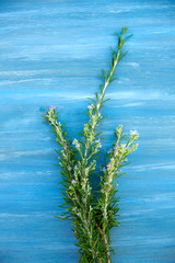 aromatic rosemary plant