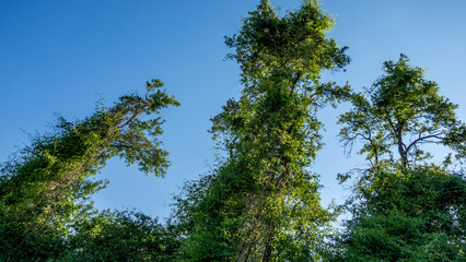 Misteln auf Baum