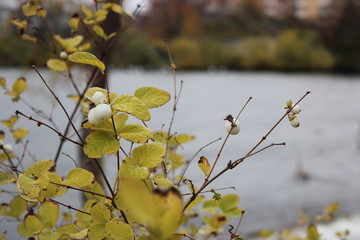 snowberries with a swan in the background