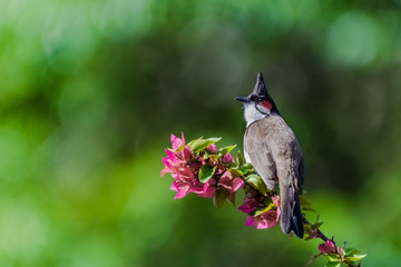 red whiskered bulbul with isolated green background