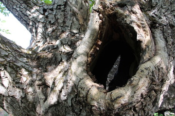 trunk of a tree