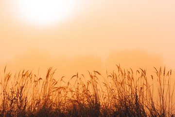 Fototapeta premium Grass and orange morning mist, wallpaper or background, edit space