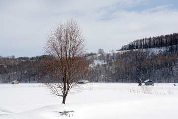 赤い実をつけた冬のナナカマド