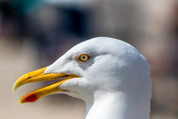 Möwe close up Portrait