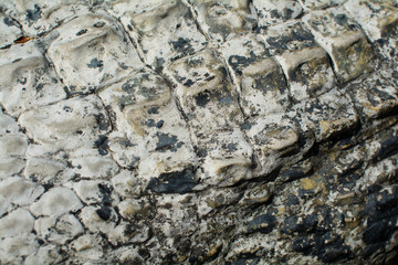 Crocodile skin texture. Shot in South Africa.