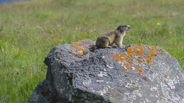Marmotta ferma sul sasso, in estate, in montagna