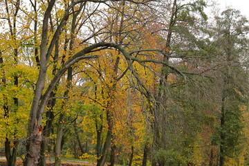Autumn Leaves