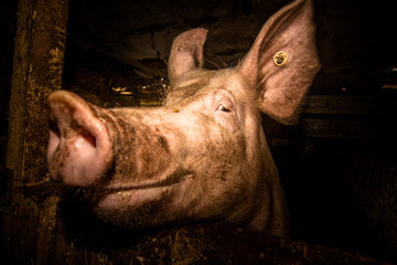 Schwein im Portrait