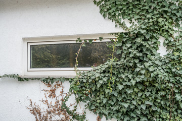 Geb&auml;udesch&auml;den durch Efeu
