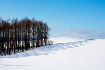 雪原とカラマツ林と青空