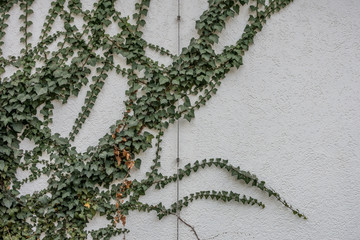 Gebäudeschäden durch Efeu