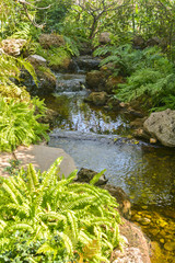 Obraz premium Japanese garden with stones, water and bushes