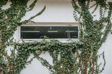 Gebäudeschäden durch Efeu