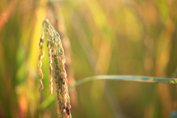 golden filed rice in sunrise and sweet light 