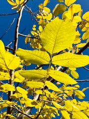 Beautiful lightning in trees in fall time